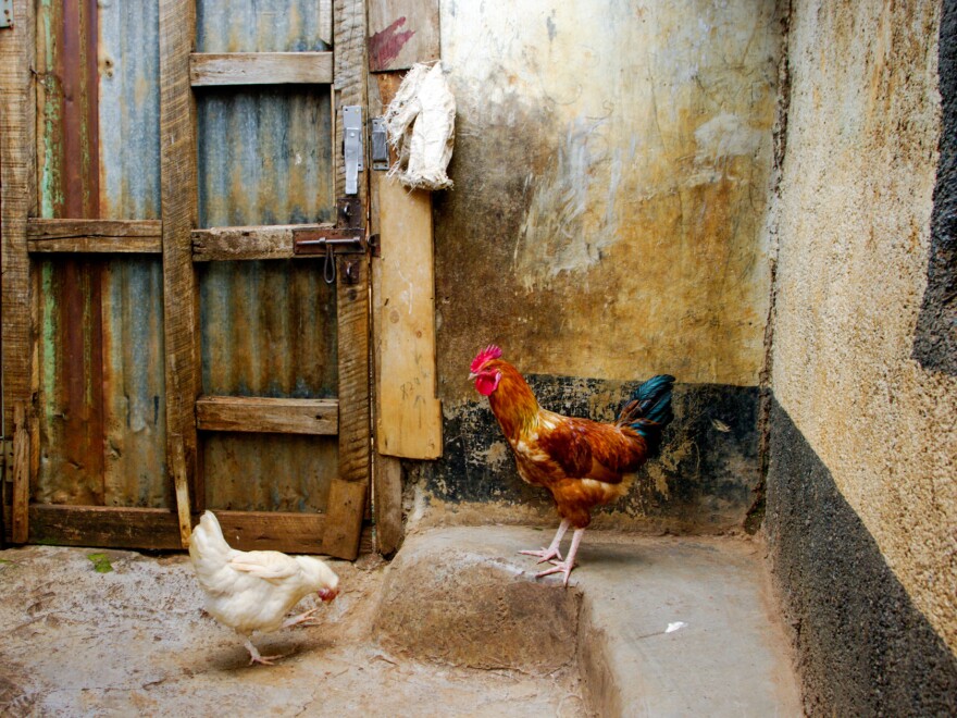 People aren't the only ones who feel the heat in Kibera.