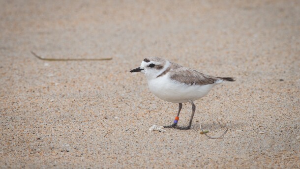 a small, round bird standing on sand