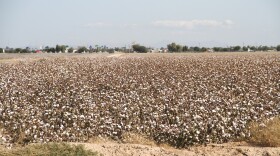Cotton fields