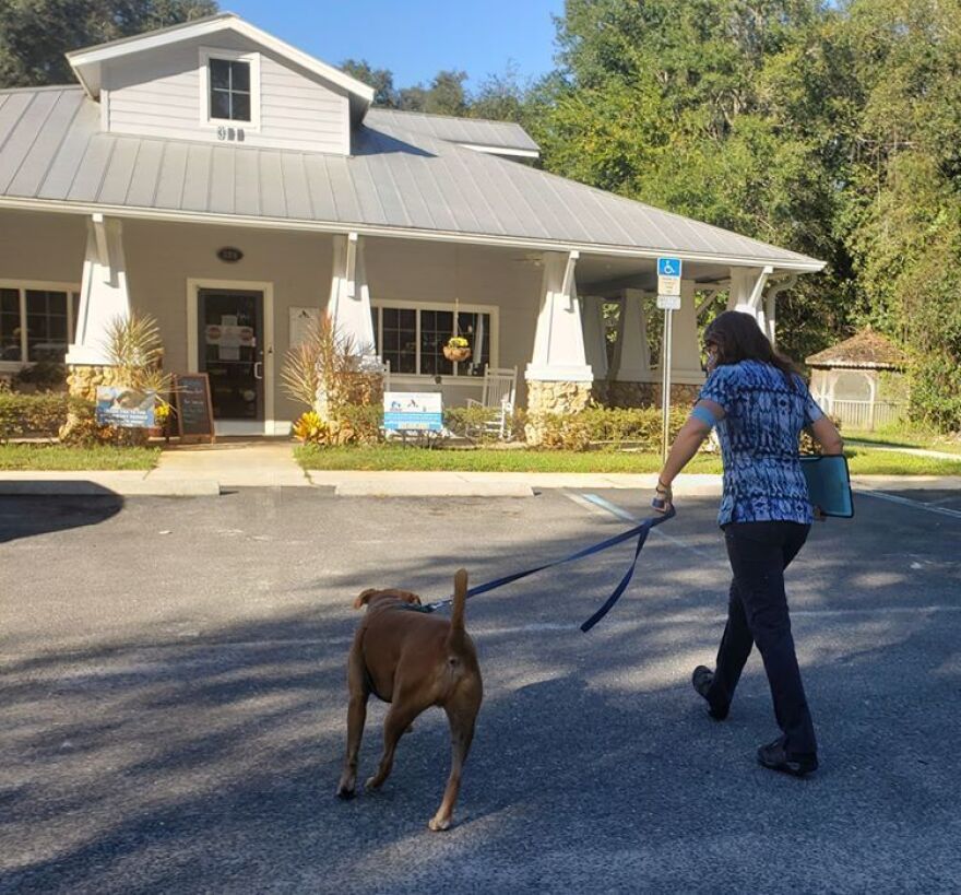 Micanopy Animal Hospital surgery technician Victoria Garduno brings 6-year-old Niccolo inside for his appointment. His owner, Linda Arbuckle, says she misses being in the exam room with the vet, but thinks curbside service is a solution that can keep everyone safe. (Ellen Bausback/WUFT News)