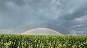 A rainbow peaking over a cornfield.