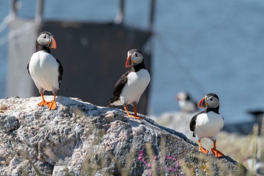 Beacon The Puffin (Mariners of Maine) by BaxterTheArtDragon on