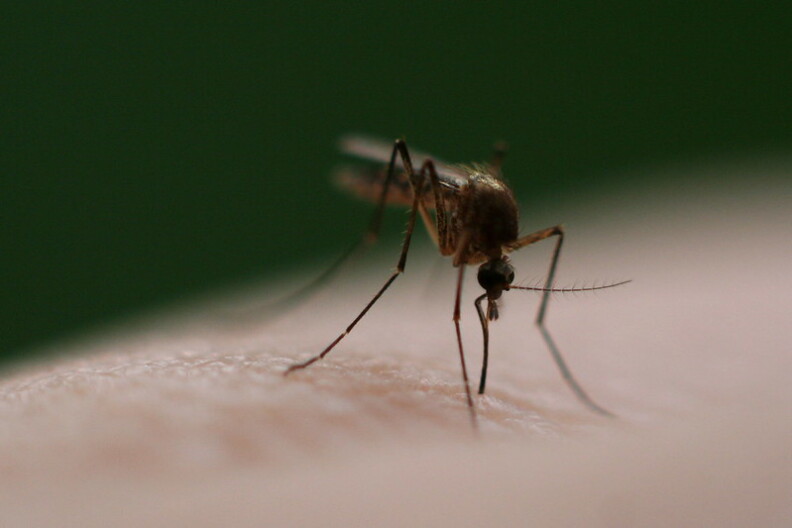 A mosquito sits on a human.