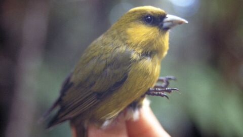 The ʻakekeʻe is also endemic to Kauaʻi.