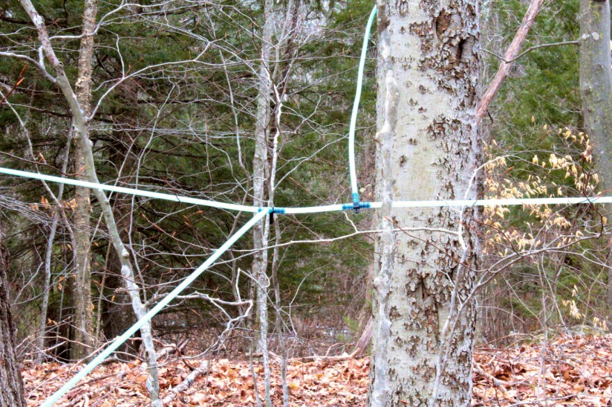 Sap lines connect beech trees in Lee as part of the UNH research.