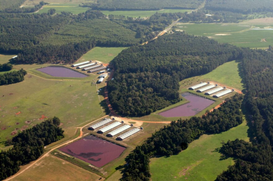 An aerial view of an industrial hog farm and lagoons filled with waste in eastern North Carolina.