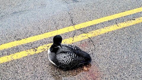 Loon grounded on a road