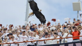 Fans cheer as Independence, a bald eagle from the Auburn University Raptor Center, flies around Jordan-Hare Stadium prior to an NCAA football game between Massachusetts and Auburn on Saturday, Sept. 2, 2023, in Auburn, Ala. (AP Photo/Stew Milne)