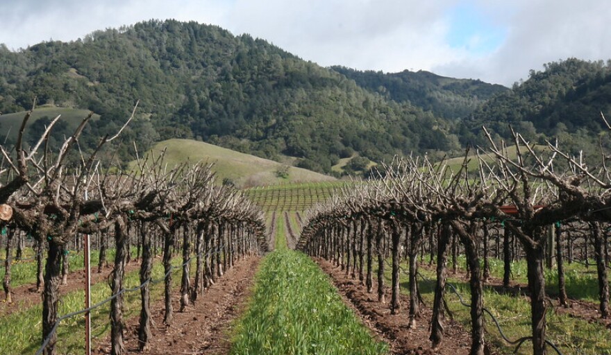 Vineyard in Windsor, California