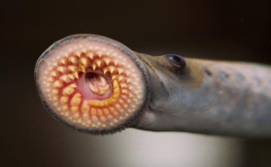 The mouth of a sea lamprey. The fishes eye can also be seen in the photo.