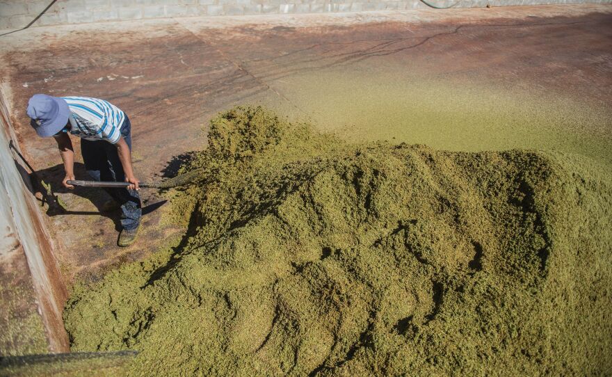 An overhead view of a farmer in a bucket hat shoveling a large pile of fine green tea leaves. 
