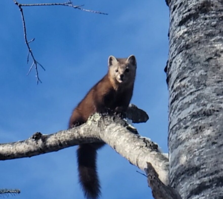 American marten