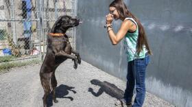 Chitter Bug, a mixed breed dog between the ages of 6 and 8, jumps up with her tongue out as Sierah Beeler offers a treat Tuesday at the Humane Society of the Palouse in Moscow. Photo courtesy Zach Wilkinson/The Lewiston Tribune
