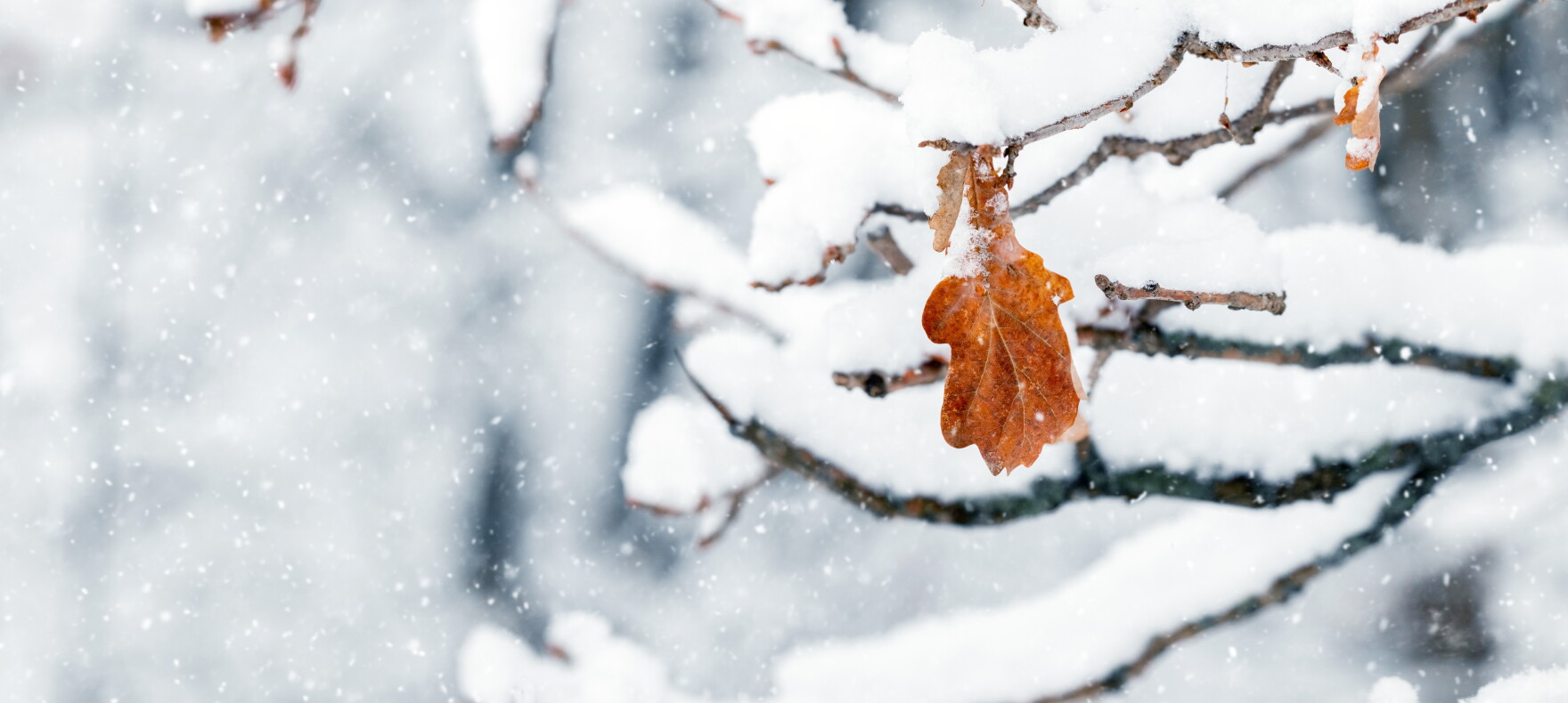 Now is the best time to prune your oak trees to avoid oak wilt