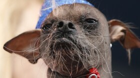 Mugly, a Chinese crested dog from the United Kingdom won the 2012 World's Ugliest Dog contest at the Sonoma-Marin Fair in Petaluma, Calif., on Friday.