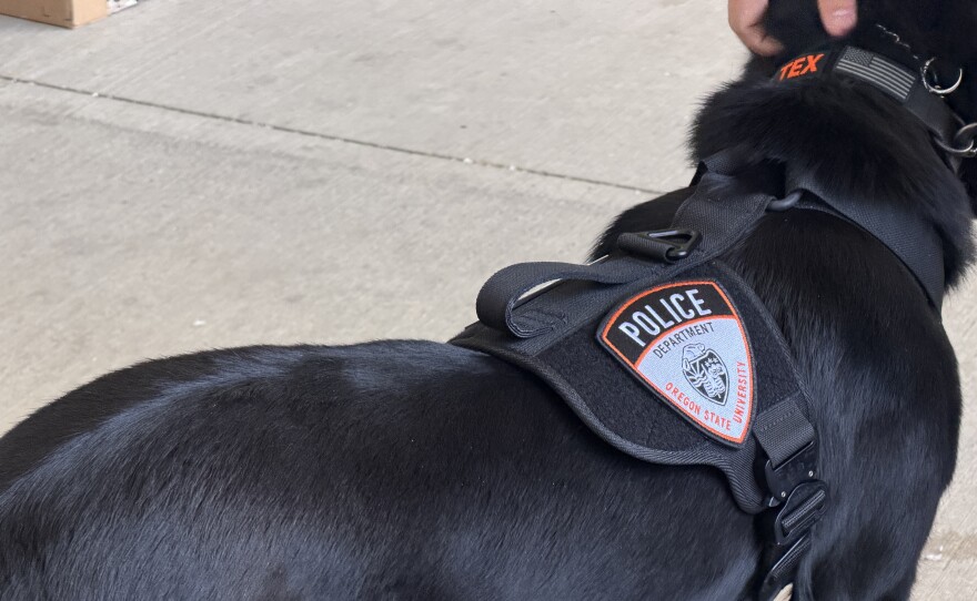 Tex, OSU Public Safety's new bomb detection dog, shows off his police badge, July 28, 2026.
