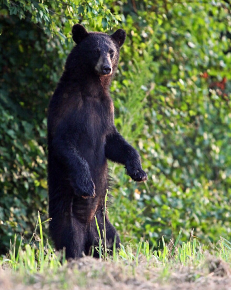 Rising seas mean habitats for animals like this black bear may become threatened. "We'd like to think about where is the next best place for wildlife on higher ground," says Mike Bryant, who runs the Alligator River National Wildlife Refuge for the U.S. Fish and Wildlife Service. "How do we have wildlife corridors between Alligator River refuge and those lands?"