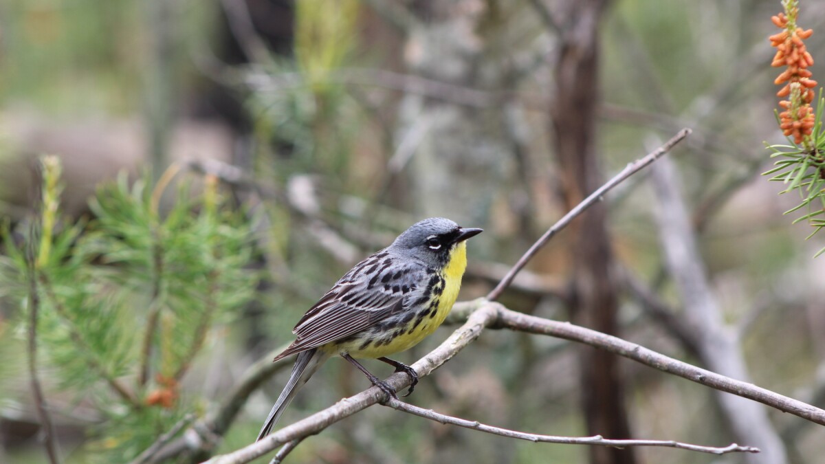 Rare Michigan Birds: Discover Stunning Species You Must See