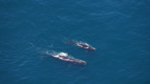 The New England Aquarium aerial team spotted a right whale named Butterfly and her