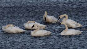 Photo: Robin Corcoran/Kodiak National Wildlife Refuge