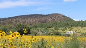 A view of the Hermit's Peak-Calf Canyon burn scar from Mora County, part of the wide-ranging New Mexico House District 40, where a first-time candidate, pediatrician Nancy Wright, is challenging the incumbent Rep. Jospeh Sanchez in the Democratic primary election.