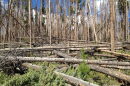 Piles of dead trees lie on the forest floor