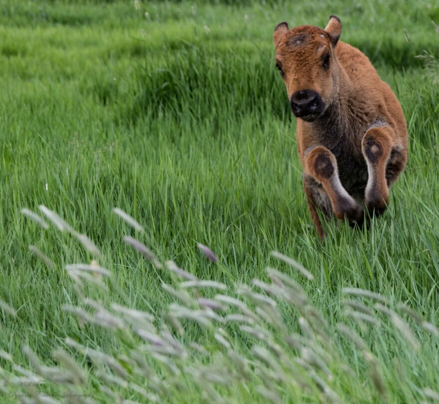 Nature Category: Kathy Milks, "Always make time to play in the grass"