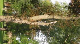 Tree at Delaware Park in Buffalo