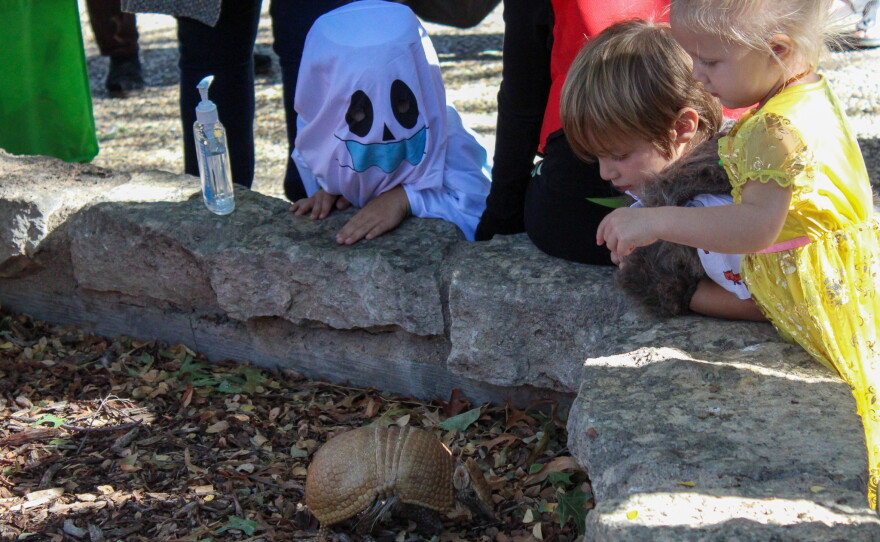 Children meet an armadillo.