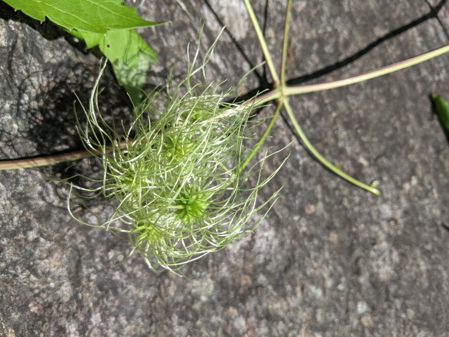 An All Things Gardening listener sent in this photo of a pesky vine that has taken over some garden space. Charlie Nardozzi identified it as sweet autumn clematis, which is on several invasive plant lists, and offered tips to help eradicate it.