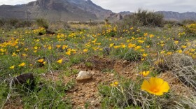 Gold poppies on Castner Range are shown in the foreground with the Franklin Mountains seen in the background.