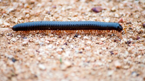 Biologists know of twelve thousand different species of millipedes on Earth.