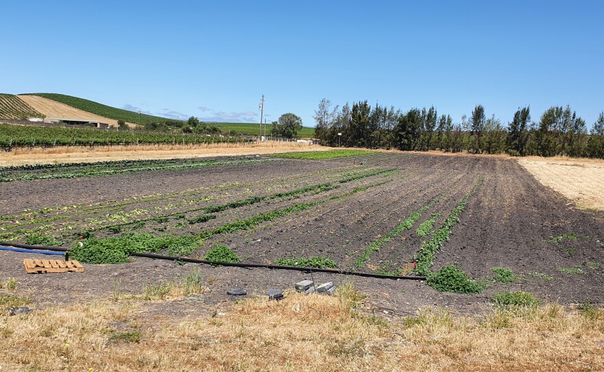 Early Stages of the vegetable plot at Chamisal Vineyards