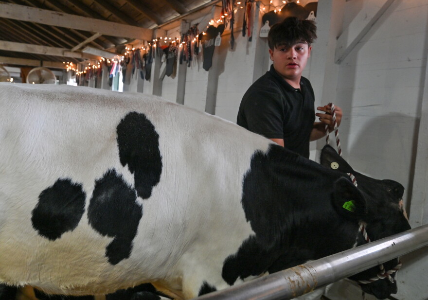 Eli Mensinger showed his cow, Batman, at the Bloomsburg Fair this week.