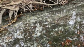 White fungus can be seen atop the water at the Kinston outfall into the Neuse River.