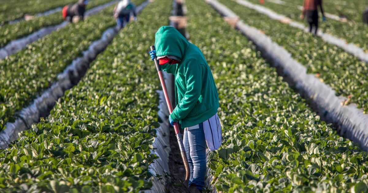 Florida strawberry growers claim harm from unfairly low-priced imports