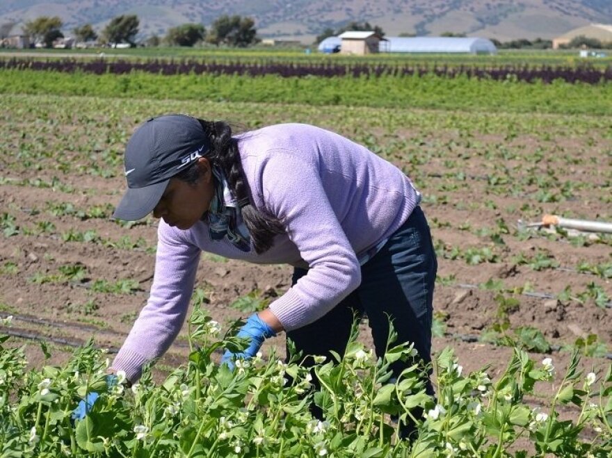 The Utah Farmworker Program is reaching out to people working in agriculture throughout the state. The program is designed to help workers and their families become self-sufficient.