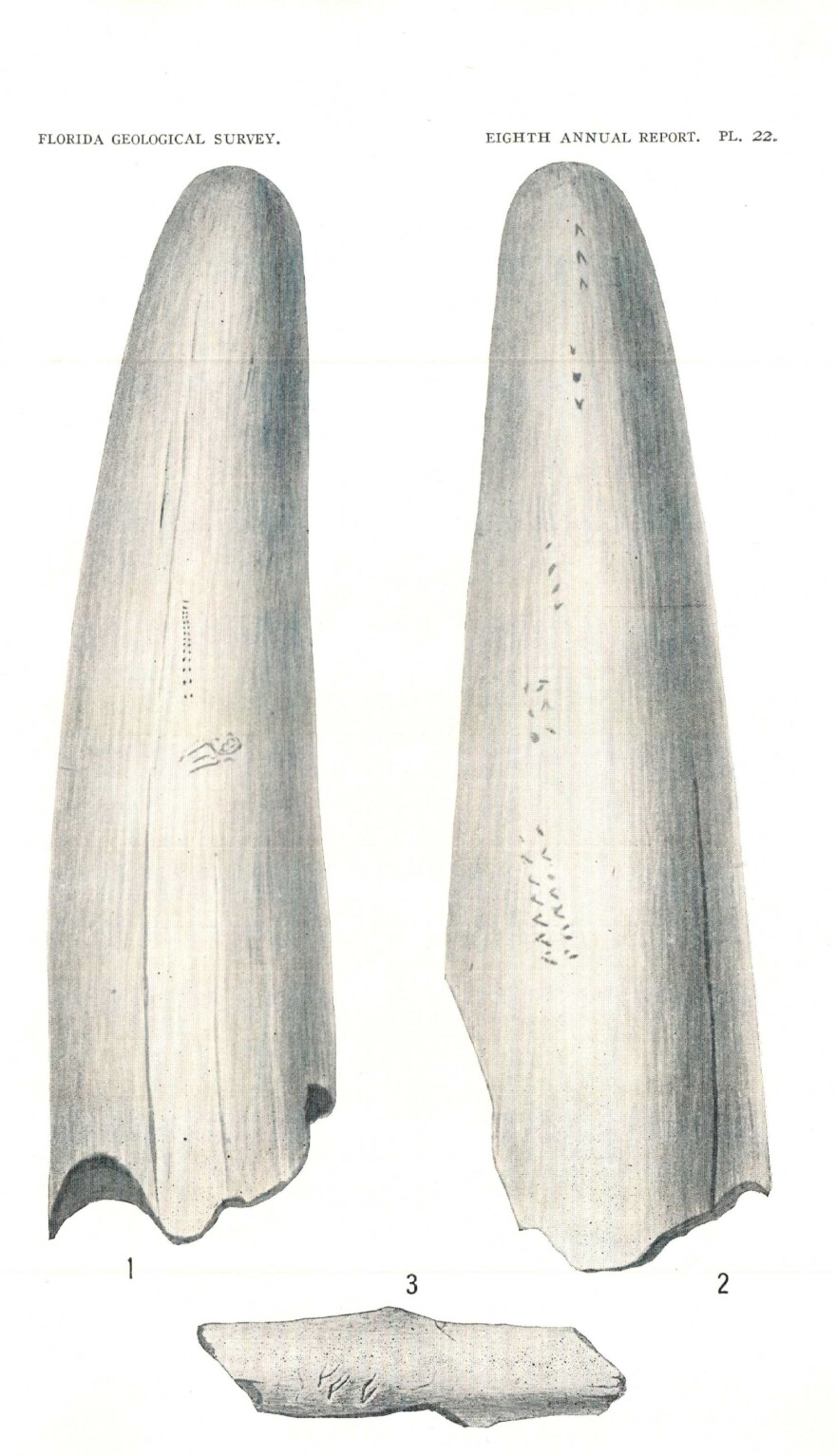 In Sellards' 1916 Florida Geological Survey report, markings suggest evidence of humans. Figs. 1-2 show engravings on a tusk from the Pleistocene of Florida. It's likely a lower, probodoscidian tusk of <em>Mammut americanum. </em>Fig. 3 is a bird bone fragment with markings.