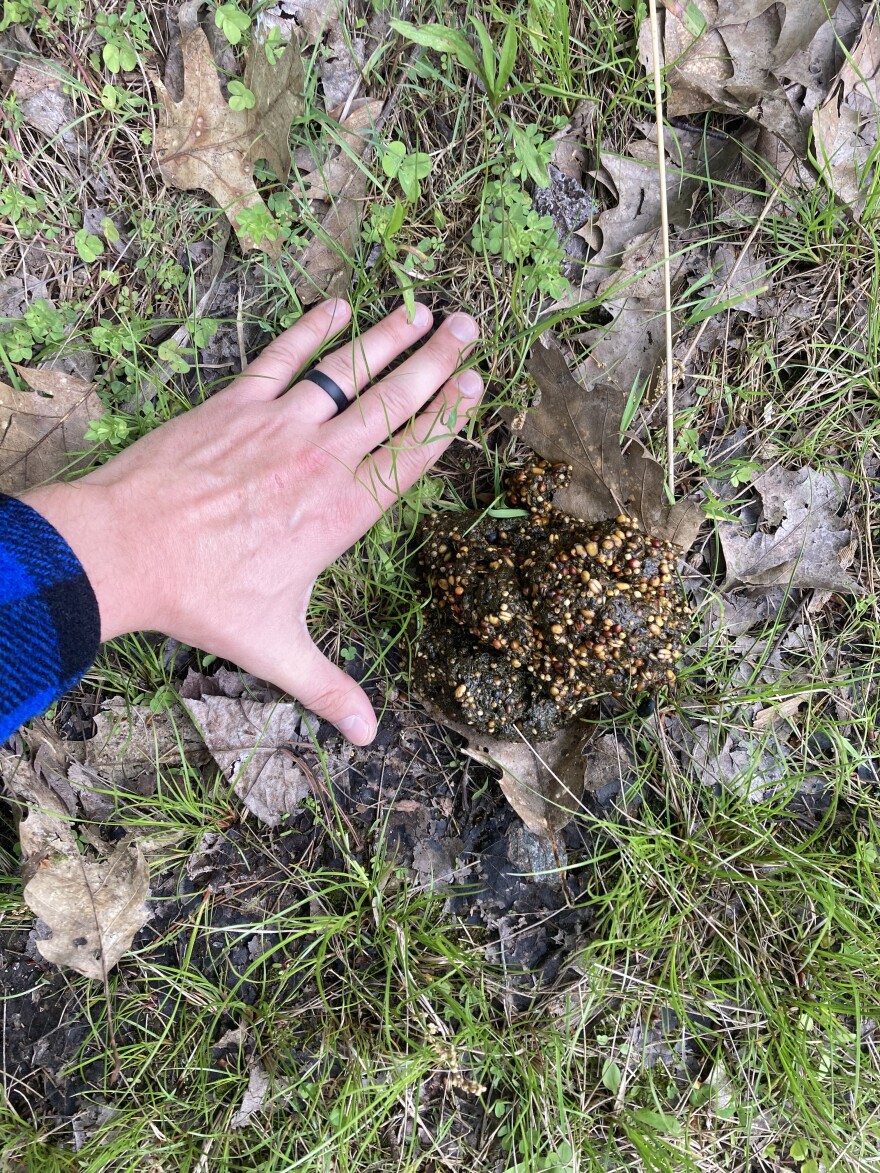 A hand with a blue plaid sleeve and black rubber wedding band next to a pile of brown bear scat full of bits of birdseed on some grass.