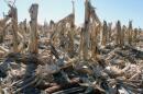 Corn stalks, leaves and cobs like these at the Kansas State Southwest Research and Extension Center in Garden City, Kan., can be harvested as biomass.