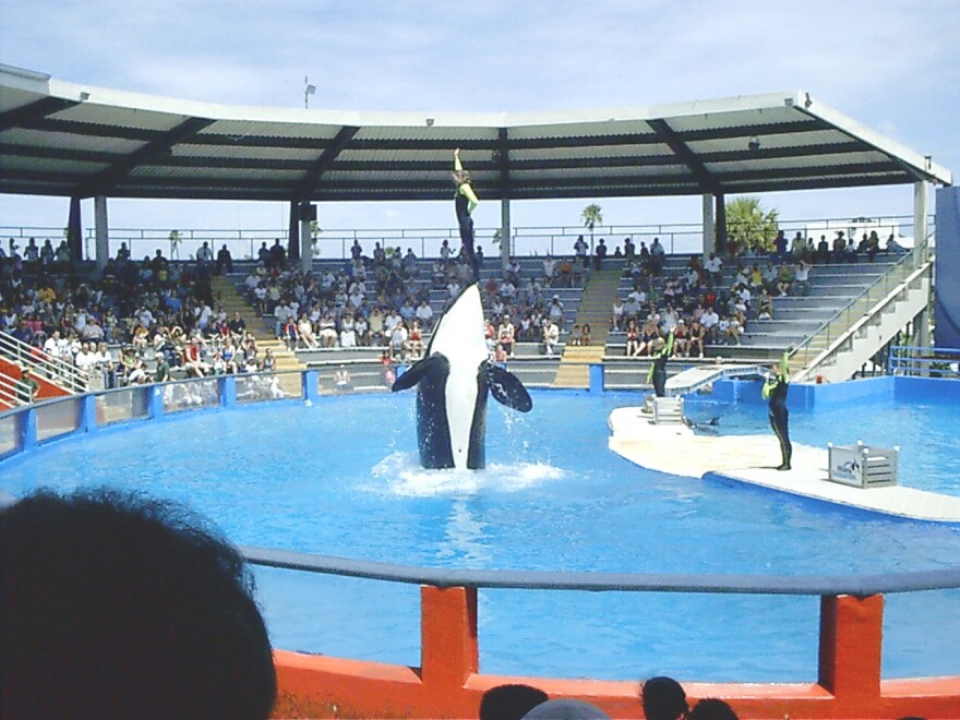 Lolita at the Miami Seaquarium orca show, 2006.