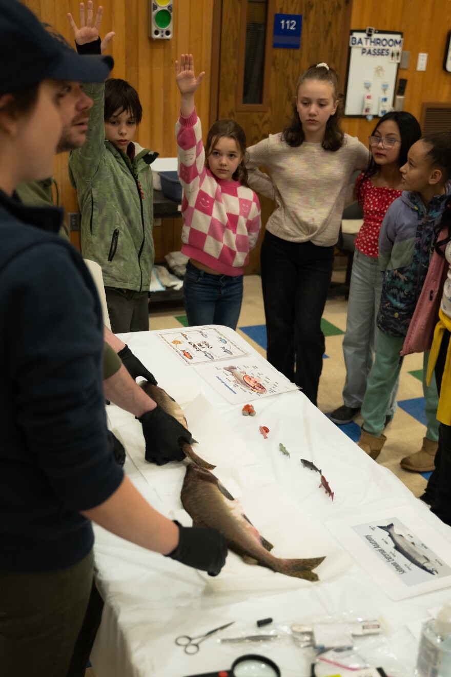 Students raise their hand to answer questions during the salmon dissection.