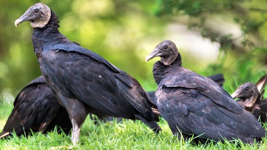 Farmers in southern Indiana say black vultures have been a growing threat to livestock, but -- because they are protected under the Migratory Bird Treaty Act -- any use of lethal force against them requires a permit from the federal government.