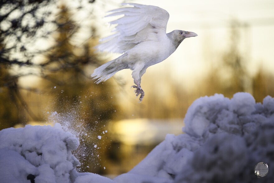a white raven