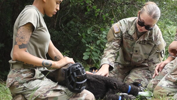 Members of the 44th Medical Brigade work with a robotic dog manikin during a Tactical Combat Casualty Care exercise at Fort Bragg, N.C., July 14, 2026. The medics are being trained to provide battlefield care for wounded military working dogs.