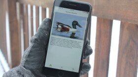 Reporter Celia Llopis-Jepsen used the Merlin app to find out more about the Northern Shoveler.
(Celia Llopis-Jepsen)