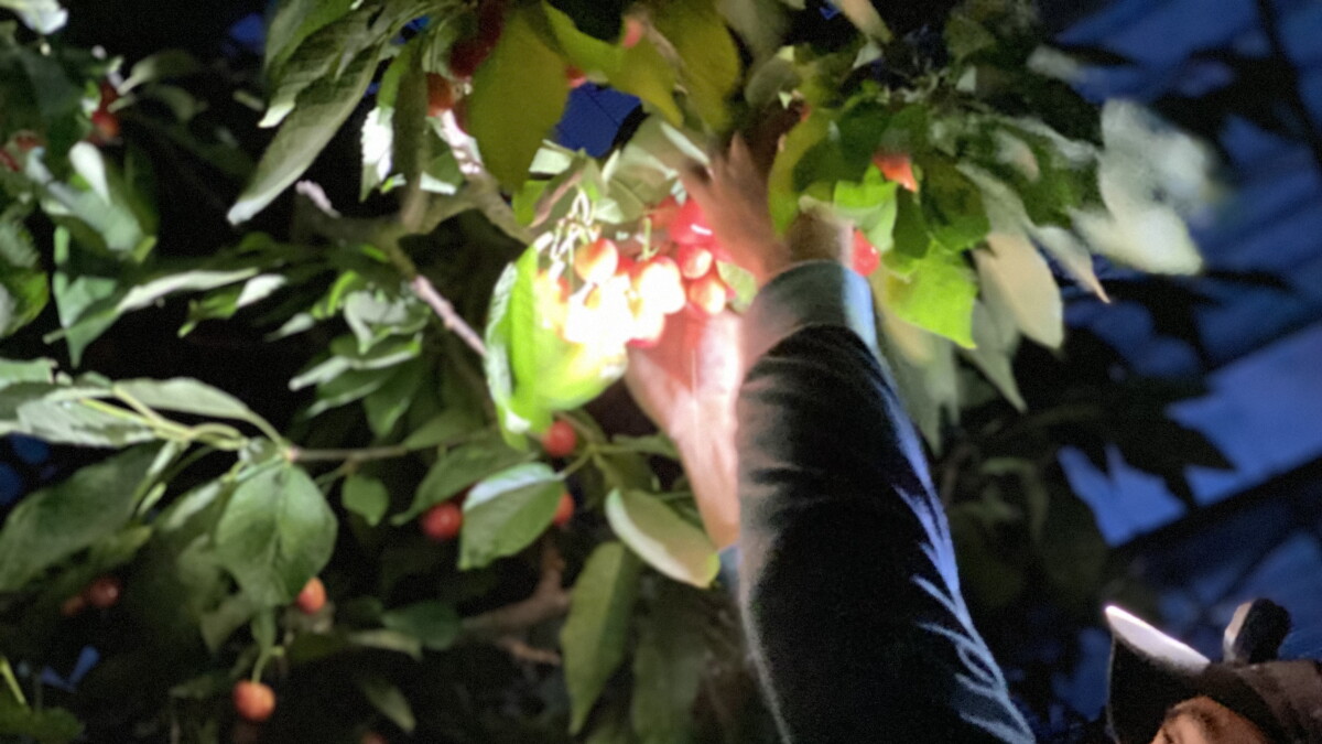 Rare, super-luxe greenhouse Northwest cherries fetch top dollar in Asia - Vimarsana News