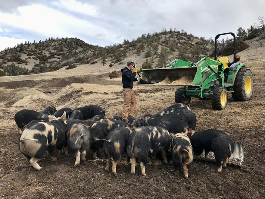 Tim Anthony of Black Dog Farm in Livingston feeds pigs out on pasture