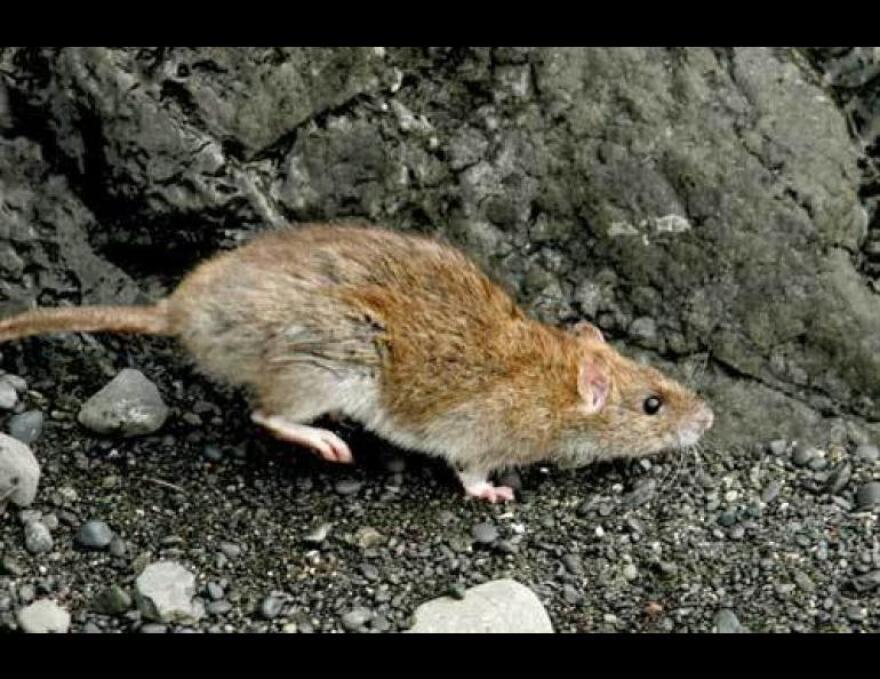 Norway rat.
