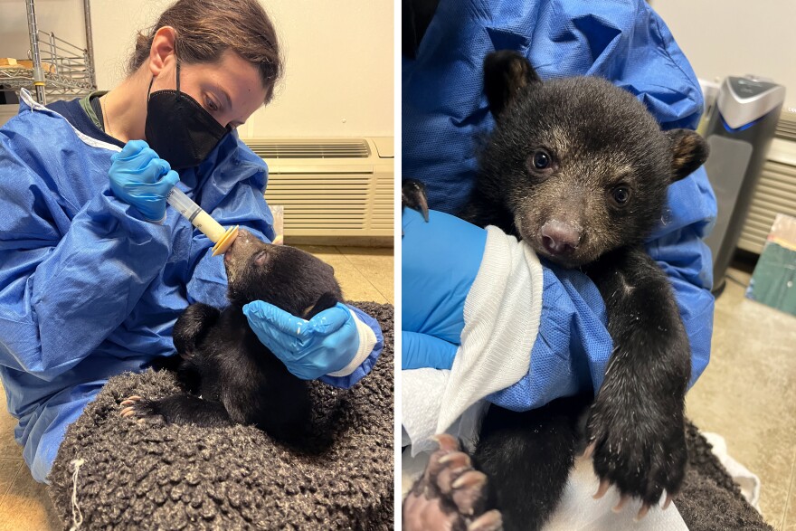 A member of the bear care team bottle feeds "Double Green" shortly after he was first admitted to the center.